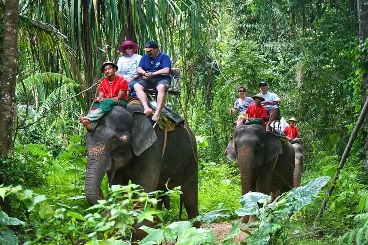 Elephant riding in Phuket