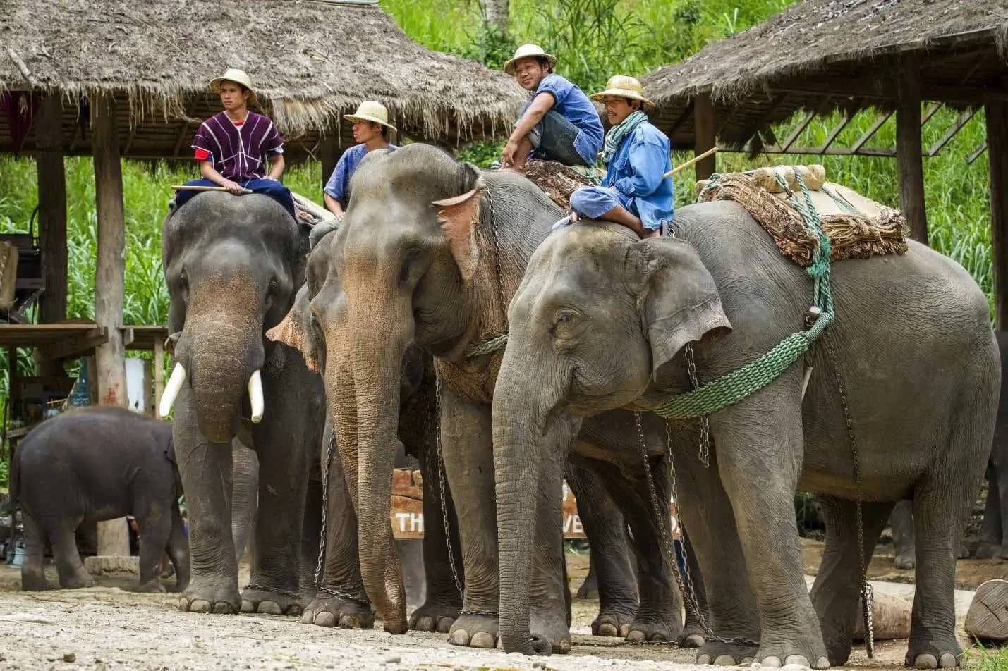 Elephant riding in Phuket 2