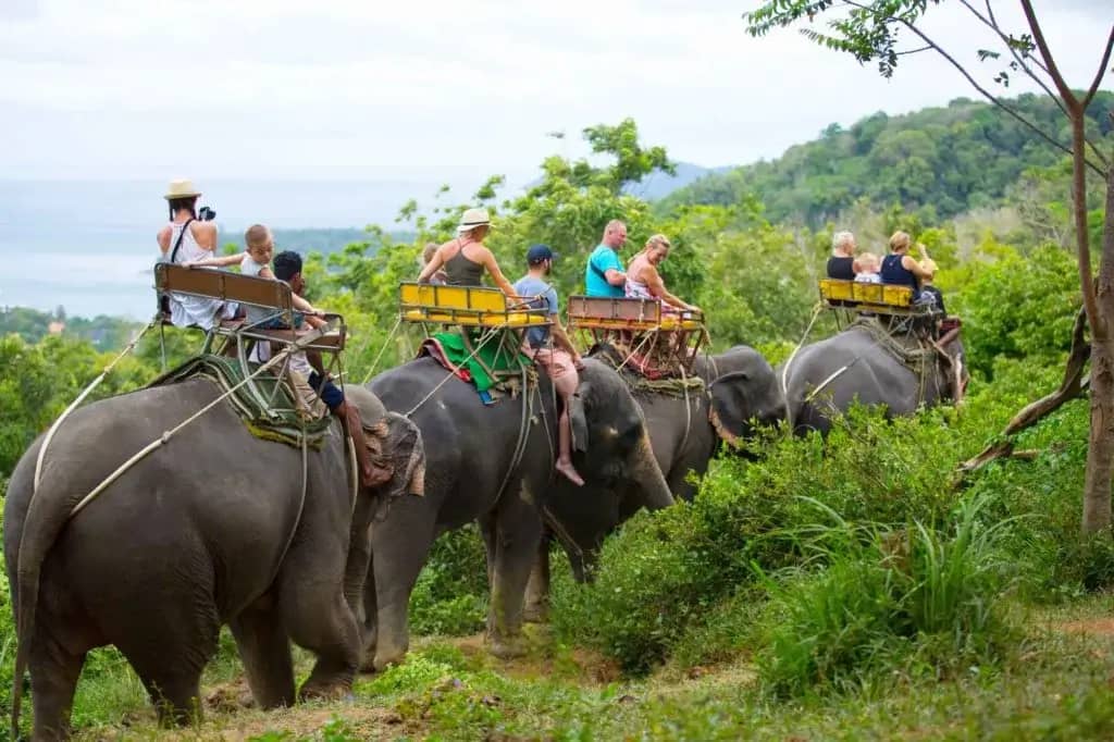 Elephant riding in Phuket 4
