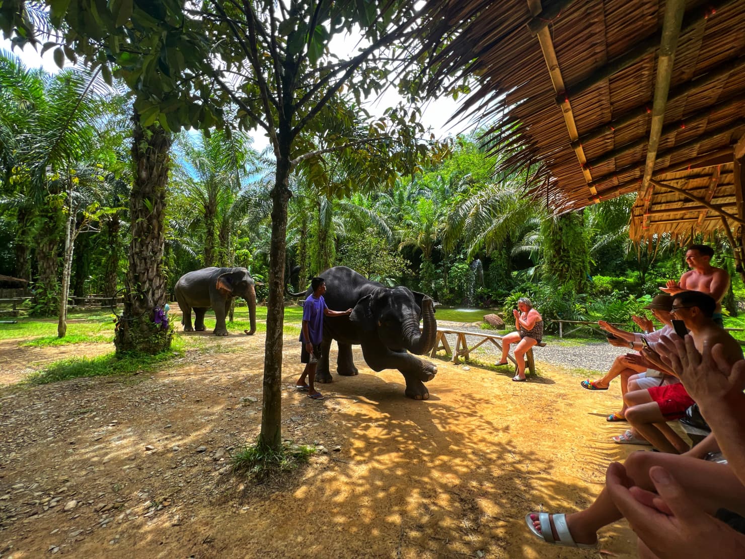 Elephants in Phuket