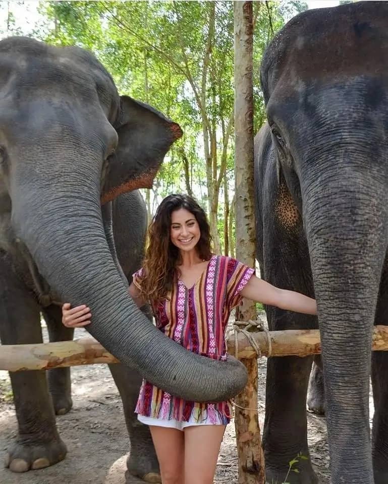 Elephant Camp in Phuket 1 Elephant Camp in Phuket 1