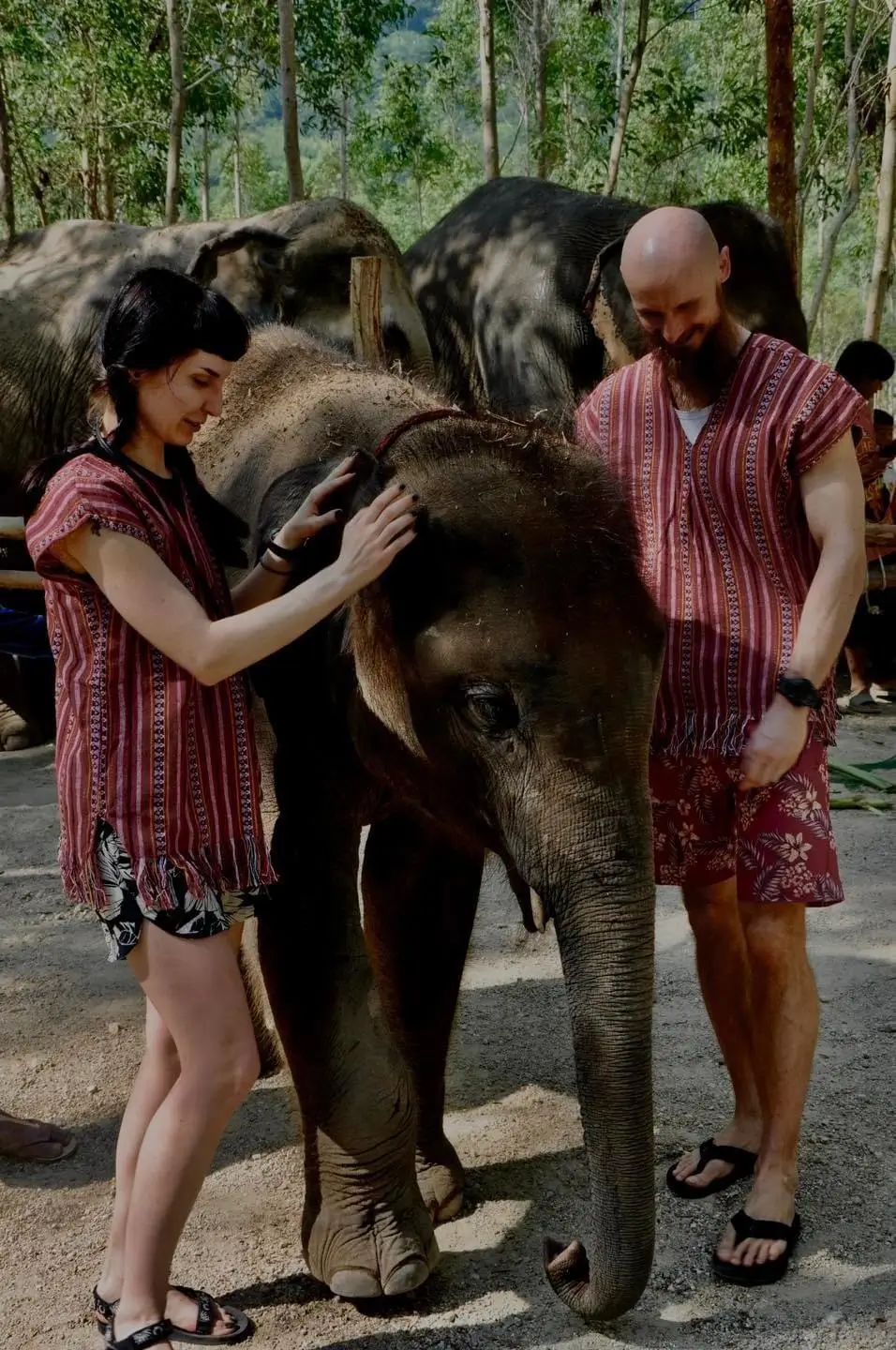 Elephant Camp in Phuket 3 Elephant Camp in Phuket 3